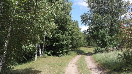 Beautiful forest landscape, background