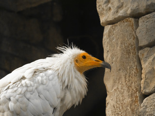 Percnoptère