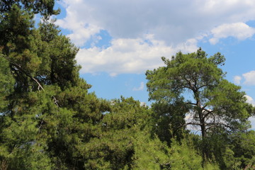 trees and blue sky