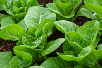 Fototapeta na wymiar Fresh green romaine or cos lettuce growing in vegetable garden