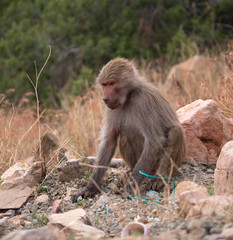 Baboons up in the Al Hada Mountains in the Taif region of Saudi Arabia