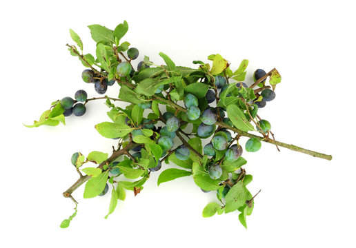 Sloe Berries From The Blackthorn Bush Used For Making Sloe Gin And Jam