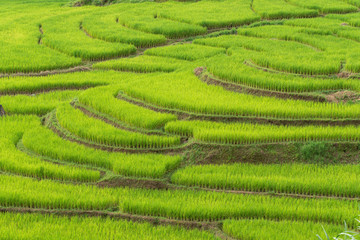 Green rice fields on terraced of Mea La Noi, Thailand