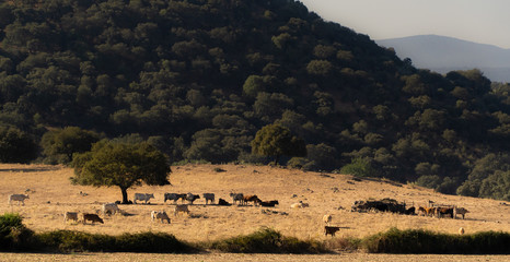 Vacas y encinas sobre pasto seco en la dehesa ganadera 
de Extremadura