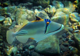 Coral nature reserve at the Red Sea, colorful fish with name Picasso triggerfish, scientific name is Rhinecanthus assas, the species belongs to the family Balistidae
