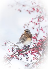 Bird on hawthorn branch on the background of red berries in winter