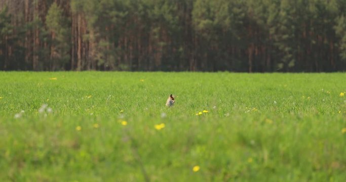 Belarus, Europe. Golden Jackal - Canis Aureus In Summer Field. It Is A Wolf-like Canid That Is Native To Southeast Europe, Southwest Asia, South Asia, And Regions Of Southeast Asia
