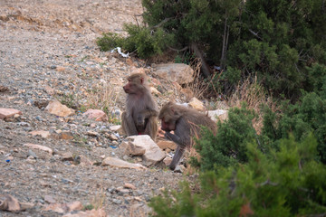 Baboons up in the Al Hada Mountains in the Taif region of Saudi Arabia
