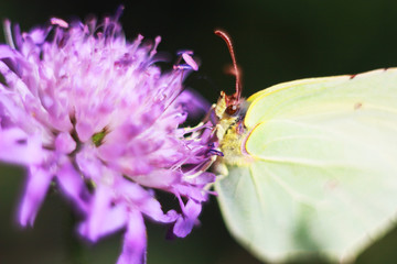 butterfly on pink flower