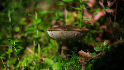 mushroom in the forest
