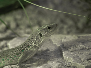 Lézard