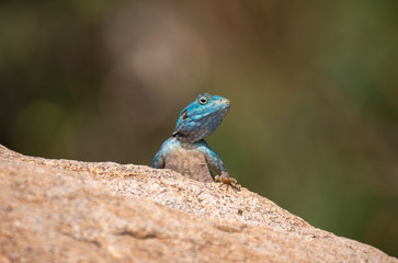 Rock Agama Lizards in the Al Hada mountain region of Taif, Saudi Arabia