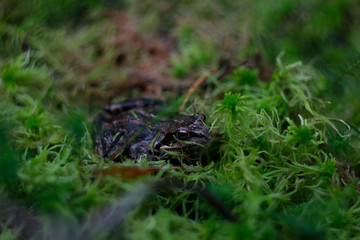 frog on the grass