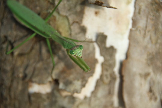 オオカマキリ の画像 2 件の Stock 写真 ベクターおよびビデオ Adobe Stock