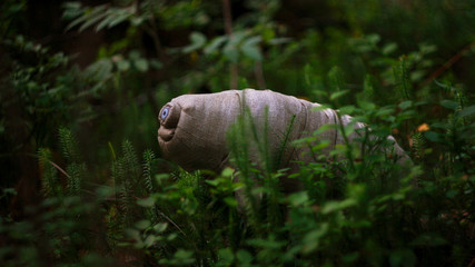 tardigrada in the forest
