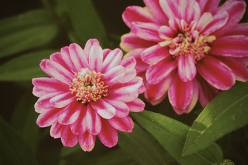 Common Zinnia or Zinnia elegans, summer flowers