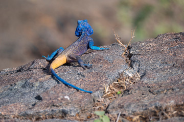 Rock Agama Lizards in the Al Hada mountain region of Taif, Saudi Arabia