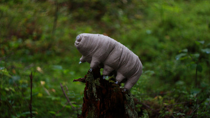 tardigrada in the forest