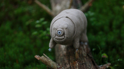 tardigrade in the wild forest
