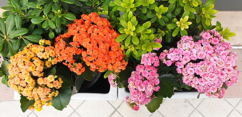 Multicolored flowers of Begonia. Top view of the flowers of Begonia.