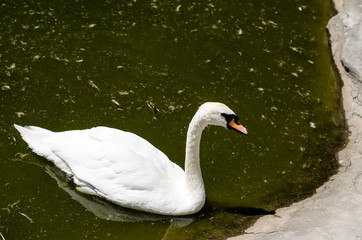 A swan swims in a muddy pond in a city park. Animals in a polluted environment.