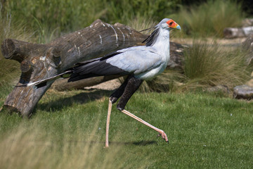 Secretary bird (latin name Sagittarius serpentarius)