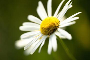 daisy flower closeup