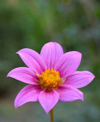 Fototapeta premium Dahlia