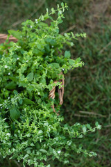 melissa plant in an old straw basket against the background of a summer garden