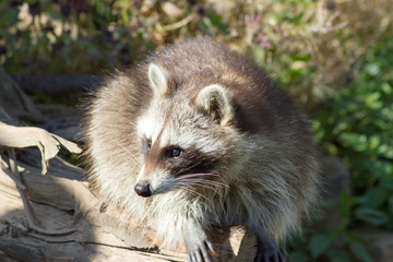Der Waschbär ist ein Allesfresser, stammt ursprünglich auch Nordamerika und ist mittlerweile auch in Mitteldeutschland eine kleine Plage.