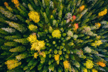 Aerial top view of  yellow and orange autumn trees in forest in rural Finland.