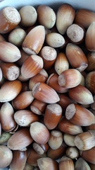 sea shells background