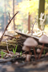 close up of mushrooms in autumn forest