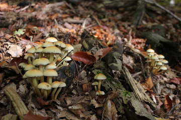 close up of mushrooms in autumn forest