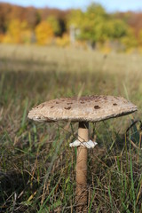 close up of mushrooms in autumn forest