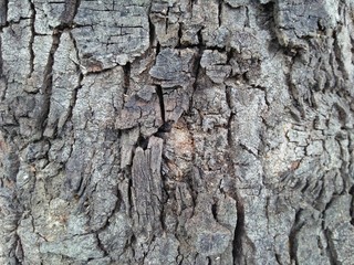 Real Thick Bark of Tree Texture, Rough Surface Pattern, Close-up Image, Concept of Nature Background