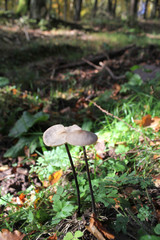 close up of mushrooms in autumn forest