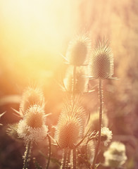 Beautiful nature in late afternoon in meadow, dra burdock lit by sunlight