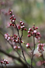 Nice white apricot spring flowers branch on blue sky background