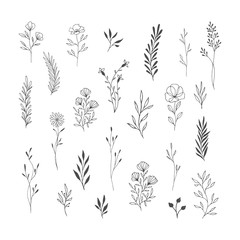Set of botanical design elements. Flowers with stems, herbs, leaves, branches. Hand drawn. Vector isolated illustration. - 371611581