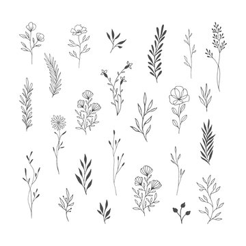 Set of botanical design elements. Flowers with stems, herbs, leaves, branches. Hand drawn. Vector isolated illustration.