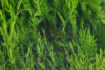 A small hunter spider sits on a web in anticipation of the victim against the background of a green thuja, in nature.