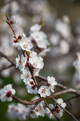 Nice white apricot spring flowers branch on blue sky background