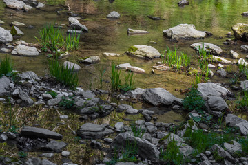 stones and blades of grass in a water