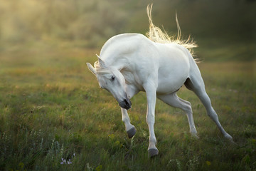 Fototapeta na wymiar White horse run gallop at sunset sky