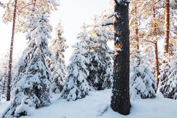 An old wintery boreal pine grove with tall trees in Estonia, Northern Europe. 