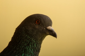 portrait of a pigeon