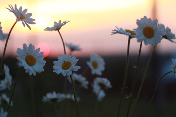 закат, цветы