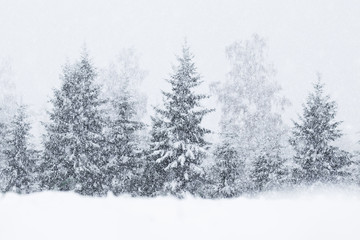 Snow covered fir trees during a heavy snowfall in Estonian boreal forest, Northern Europe