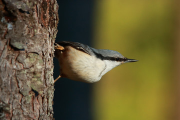 Fast and curious songbird Eurasian nuthatch, Sitta europaea on a tree upside down in Estonian boreal forest. 